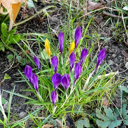 Kraus Salem (Baden-Wurttemberg)